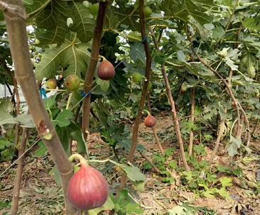 无花果树种植方法有哪些？栽培技术要点是什么？