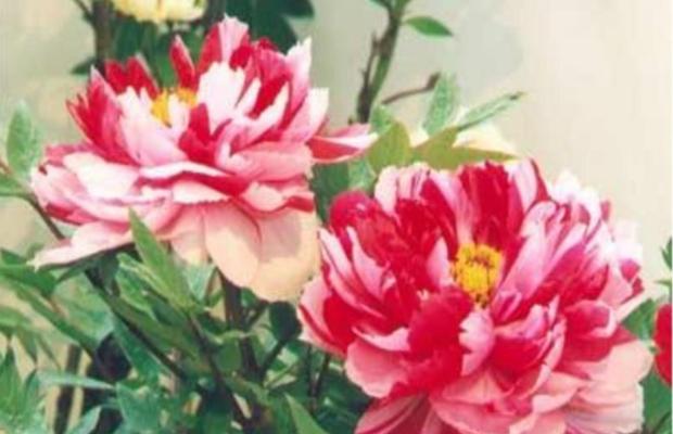 岩牡丹（传说中的美丽与坚韧）