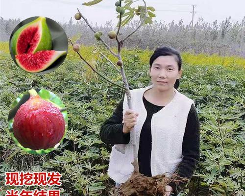 无花果树种植方法有哪些？栽培技术要点是什么？