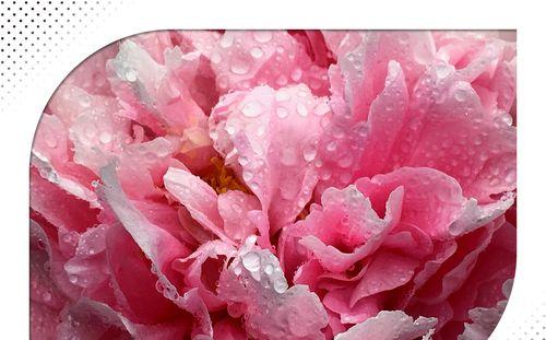 岩牡丹（传说中的美丽与坚韧）