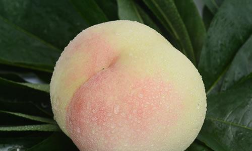 水蜜桃的象征意义与寓意（探究水蜜桃在文化和艺术中的多重象征）