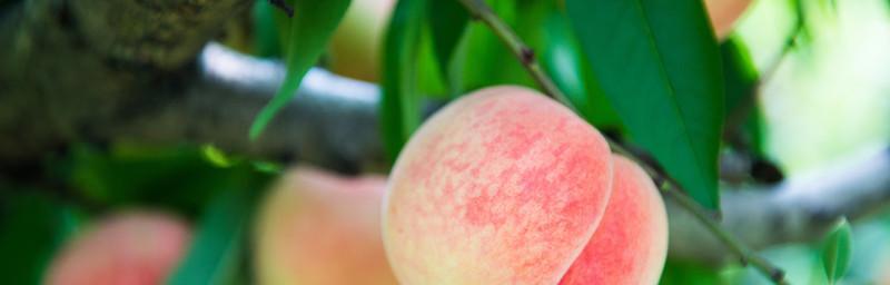 水蜜桃的象征意义与寓意（探究水蜜桃在文化和艺术中的多重象征）