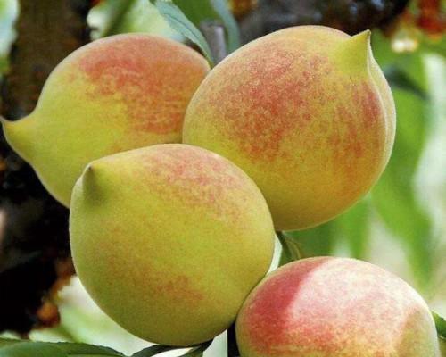 水蜜桃的象征意义与寓意（探究水蜜桃在文化和艺术中的多重象征）