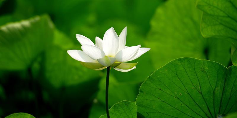 荷花的寓意与象征（水中的诗意）