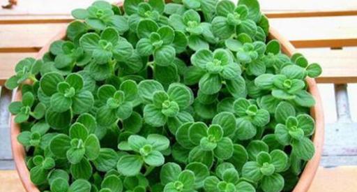 碰碰香冬季养护指南：室外过冬安全吗？