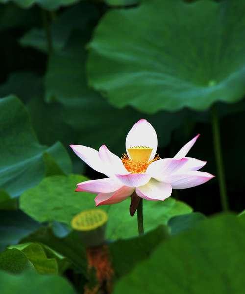 荷花的寓意与象征（水中的诗意）