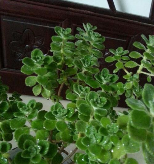 碰碰香冬季养护指南：室外过冬安全吗？