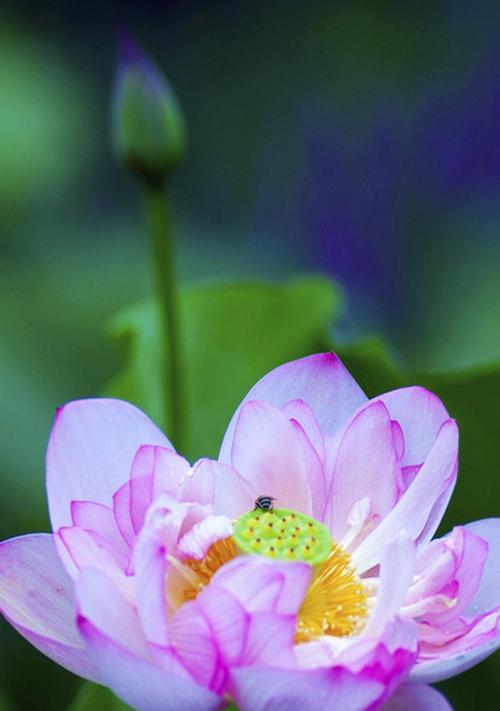 荷花的寓意与象征（水中的诗意）