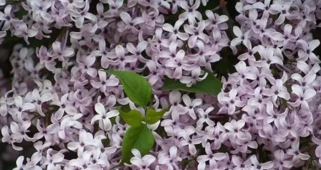 耐盐碱植物（探索自然界中的盐碱生存者）