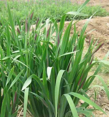 耐盐碱植物（探索自然界中的盐碱生存者）