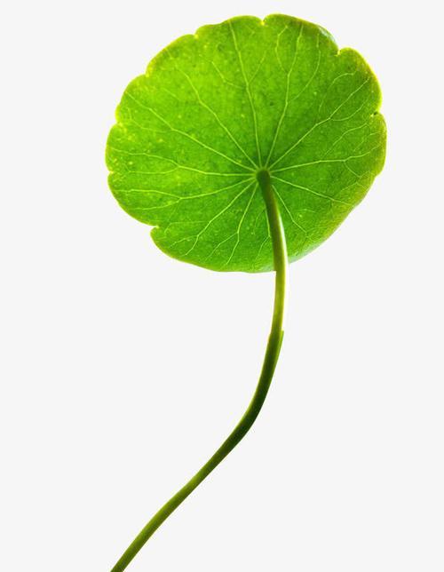 荷叶是什么植物？它的生长环境和用途有哪些？