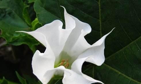 曼陀罗花语之神秘与神圣（揭开曼陀罗花的花语密码）