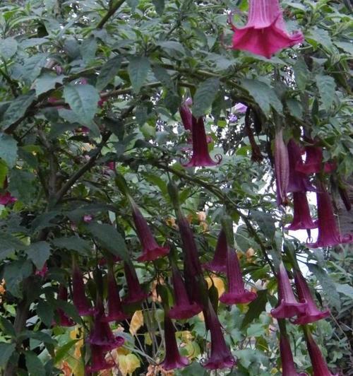 曼陀罗花语之神秘与神圣（揭开曼陀罗花的花语密码）