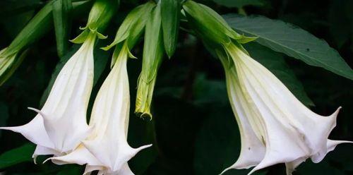 曼陀罗花语之神秘与神圣（揭开曼陀罗花的花语密码）