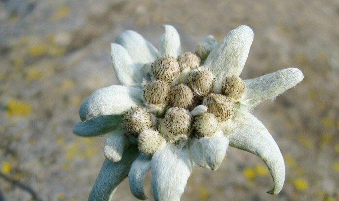 雪绒花是哪个国家的国花？它象征着什么含义？