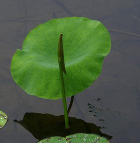 荷叶的象征意义与寓意（探索荷叶的多重象征意义）