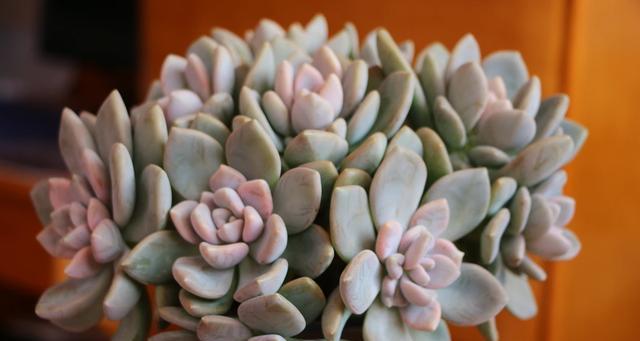 冬美人上盆的最佳时间是什么时候？养护过程中应注意哪些问题？