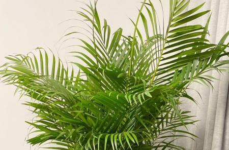 散尾葵如何浇水才能快速生长？