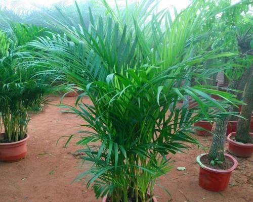 散尾葵如何浇水才能快速生长？