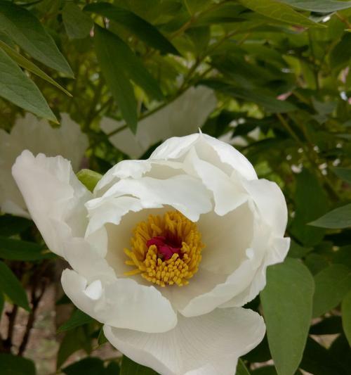 白牡丹花语(揭示白牡丹花语)_花植网