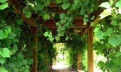 庭院种葡萄树好吗？有哪些注意事项和好处？