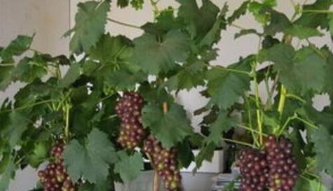 庭院种葡萄树好吗？有哪些注意事项和好处？