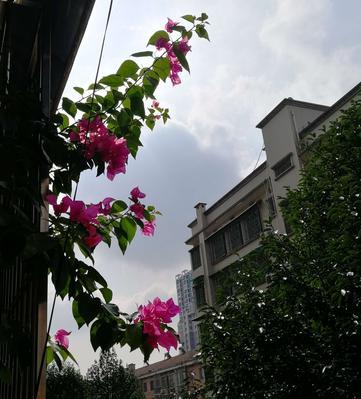 长寿花的花语——传承千年的生命之花（祝福与希望——长寿花为我们带来的启示）