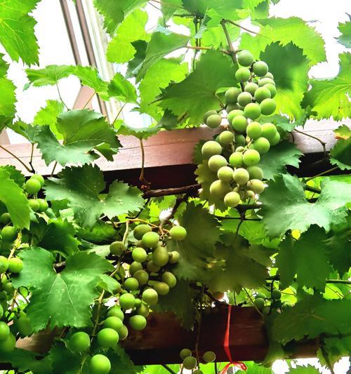 庭院种葡萄树好吗？有哪些注意事项和好处？