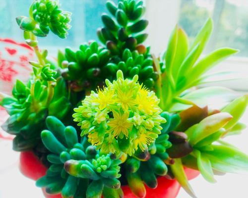 长寿花的花语——传承千年的生命之花（祝福与希望——长寿花为我们带来的启示）