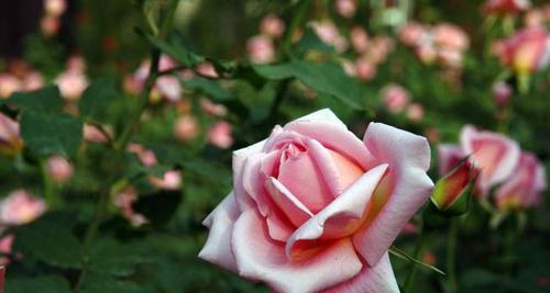 探寻月季花的花语之美（月季花的神秘语言）