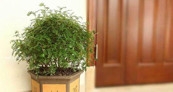 清香木扦插的成功率高吗？如何提高扦插成活率？