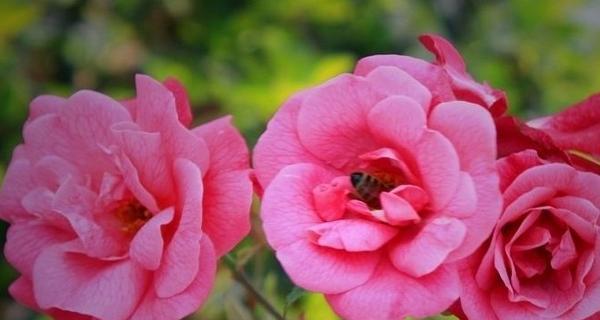 探寻月季花的花语之美（月季花的神秘语言）