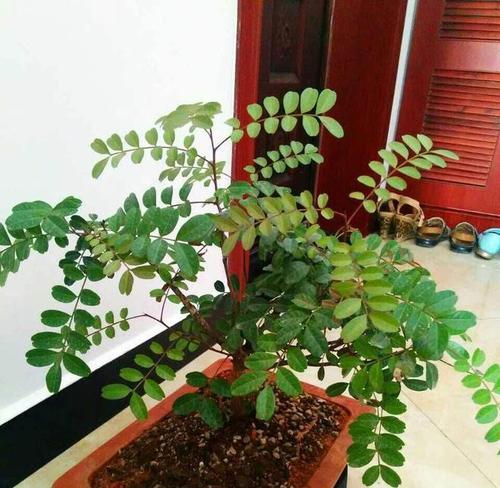 清香木扦插的成功率高吗？如何提高扦插成活率？