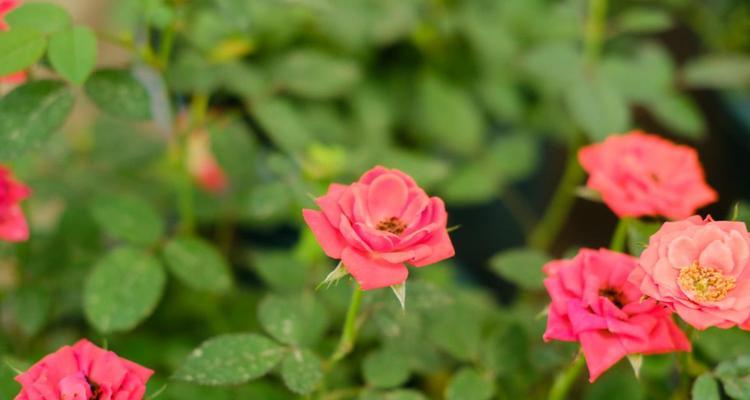 乌鲁木齐的市花-迎春花，寓意春暖花开（乌鲁木齐市花的象征意义与特点）