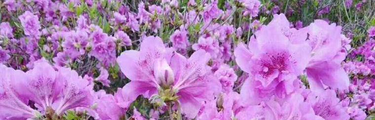 乌鲁木齐的市花-迎春花，寓意春暖花开（乌鲁木齐市花的象征意义与特点）