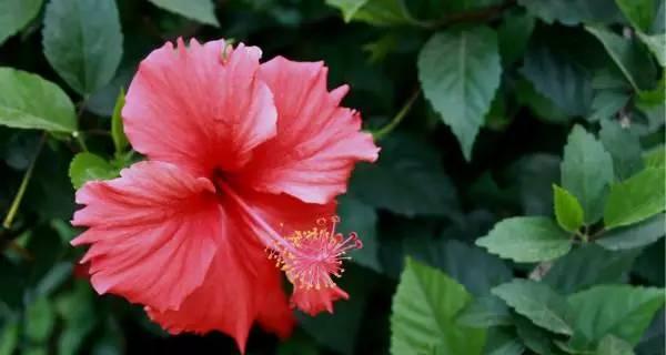 乌鲁木齐的市花-迎春花，寓意春暖花开（乌鲁木齐市花的象征意义与特点）