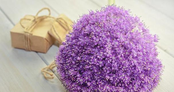 《紫色花朵的美丽与花语》（揭开紫色花卉的神秘面纱）