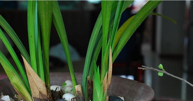 兰花如何人工催花?掌握哪些促花方法和要领? 兰花如何人工催花?掌握哪些促花方法和要领?