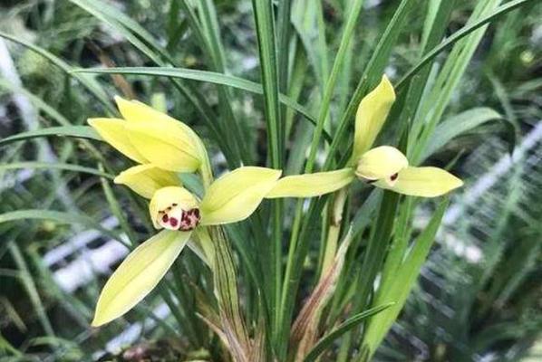 兰花如何人工催花?掌握哪些促花方法和要领? 兰花如何人工催花?掌握哪些促花方法和要领?