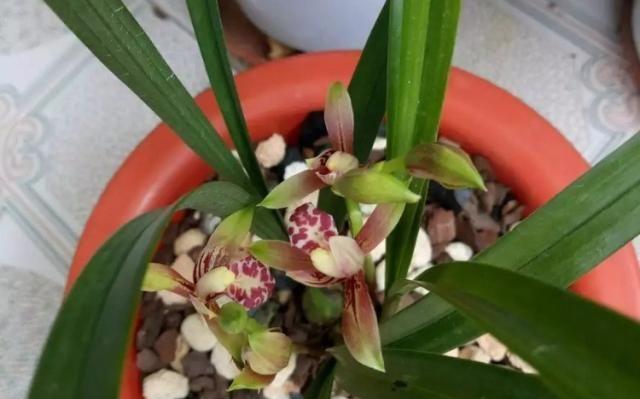 兰花如何人工催花?掌握哪些促花方法和要领? 兰花如何人工催花?掌握哪些促花方法和要领?