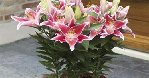 百合花多久浇一次水？如何正确浇水保持健康生长？