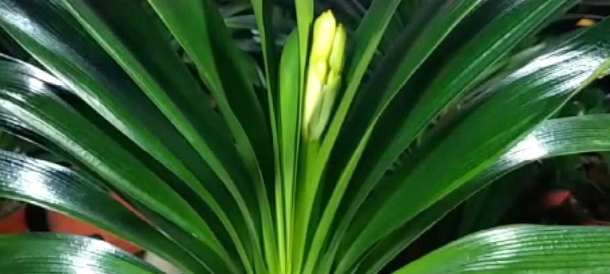 以君子兰的寓意与象征意义（以君子兰传达的美德和价值观）