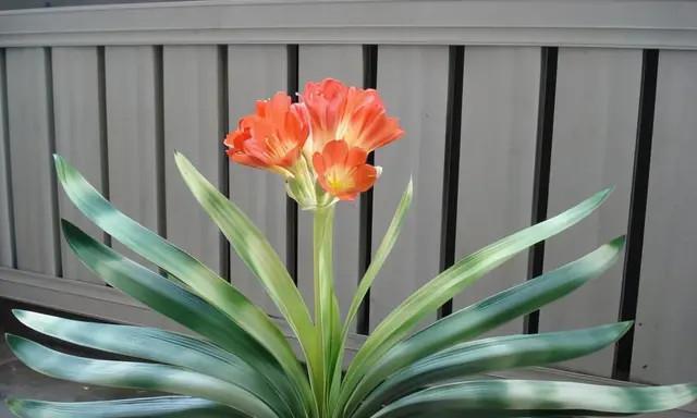 以君子兰的寓意与象征意义（以君子兰传达的美德和价值观）