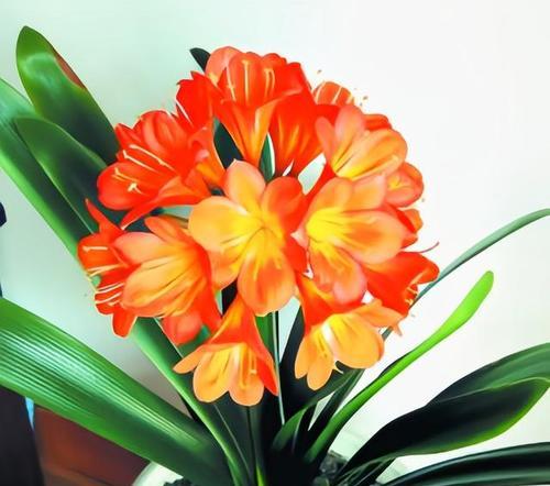 以君子兰的寓意与象征意义（以君子兰传达的美德和价值观）