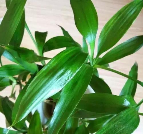 富贵竹——幸福与繁荣之象征（探寻富贵竹的文化内涵与象征意义）