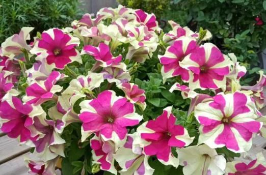 矮牵牛一年能开几次花？如何确保持续开花？