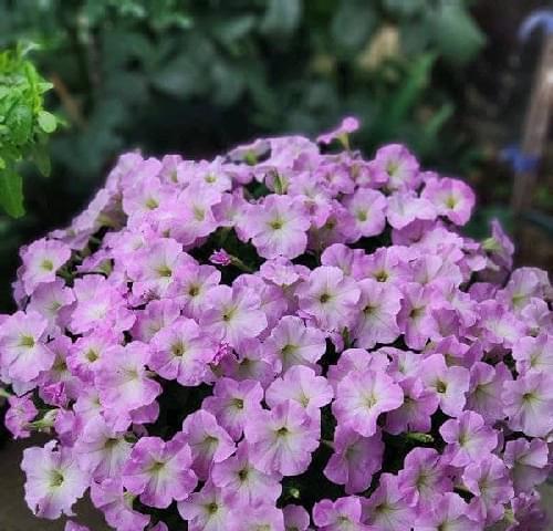 矮牵牛一年能开几次花？如何确保持续开花？