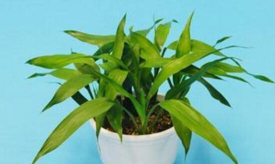 富贵竹——幸福与繁荣之象征（探寻富贵竹的文化内涵与象征意义）