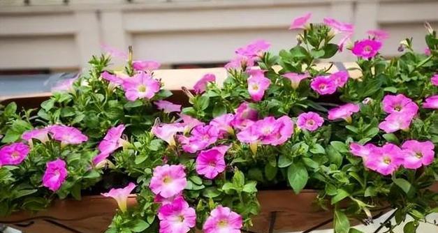 矮牵牛一年能开几次花？如何确保持续开花？