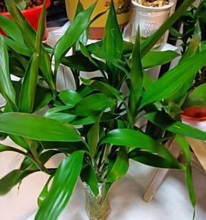 富贵竹——幸福与繁荣之象征（探寻富贵竹的文化内涵与象征意义）